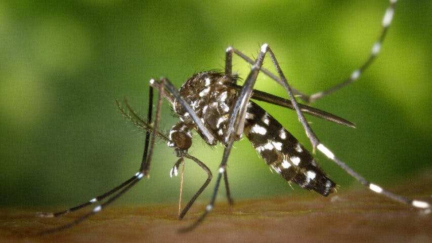 como saber se estou com dengue